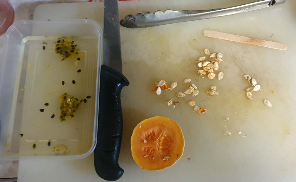 Butternut Pumpkin seeds and Passionfruit seeds