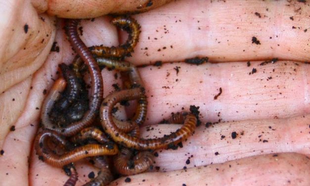 Buying Earth Worms in the Wide Bay/ Burnett Area
